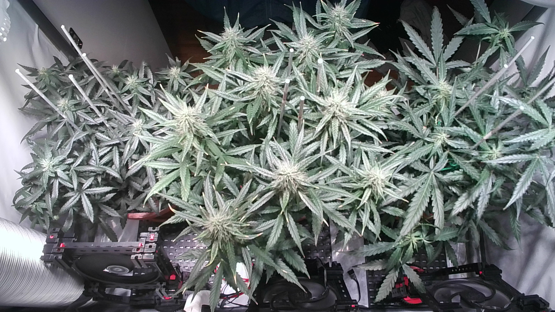 There is no image of the plants :(